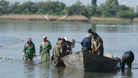 Улов российских рыбаков в этом году будет не меньше 5 млн тонн